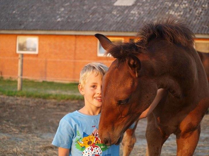 Dansk Varmblod Elversøes Eminent billede 12
