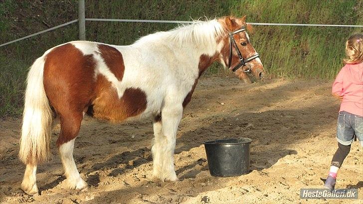 Anden særlig race Lotte [Lånepony] - skal du hen og spis billede 8