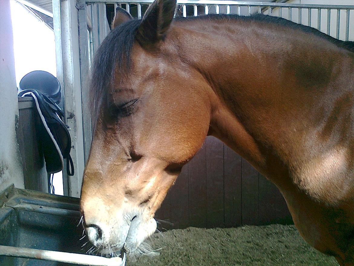 New Forest Marrondales Michelangelo - Your beauty is unique, I know you will always be there for me :') billede 3