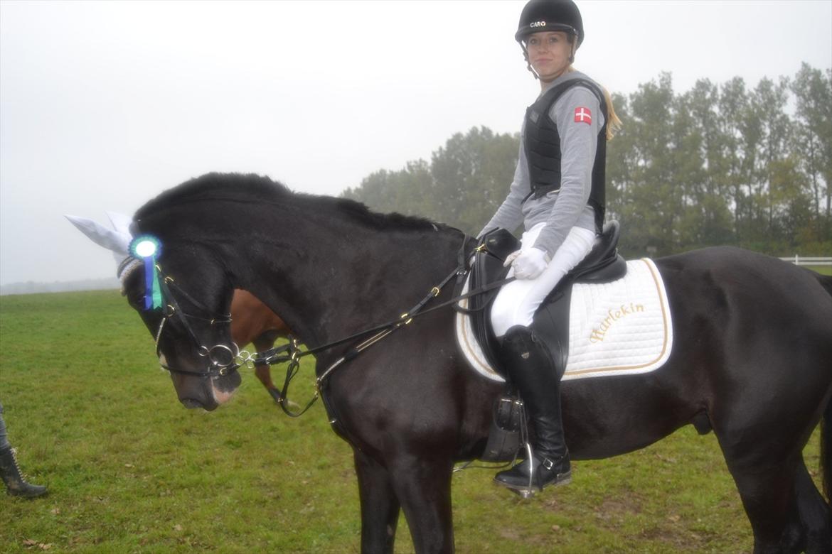 Fuldblod (XX) Nørregaardens Harlekin billede 12