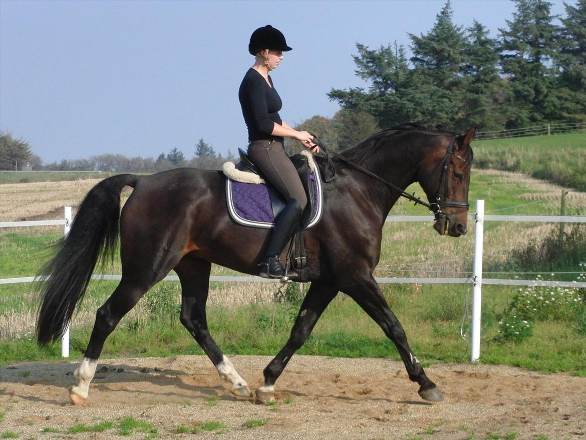 Dansk Varmblod Borbjergs De Nor - Træning hjemme på banen billede 9