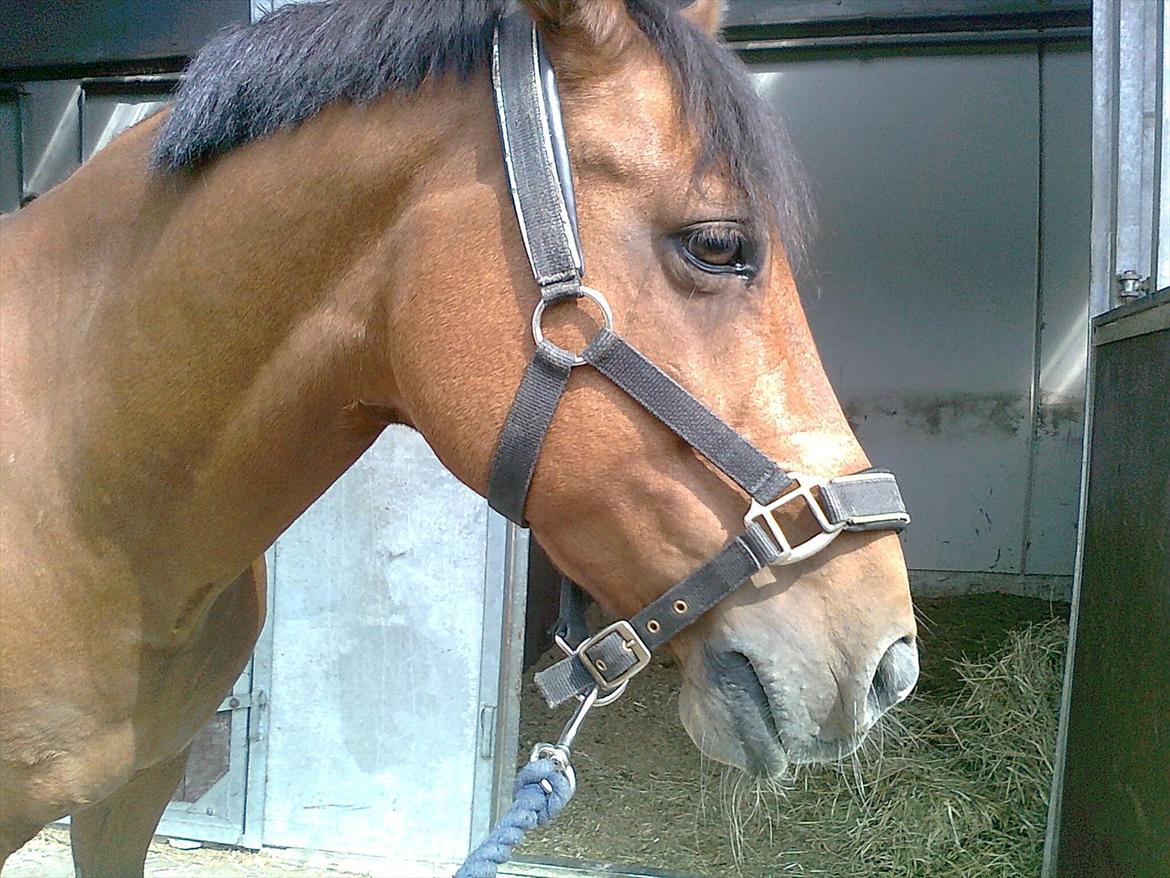 New Forest Marrondales Michelangelo - Nothing can seperate us...
Not even death! billede 4