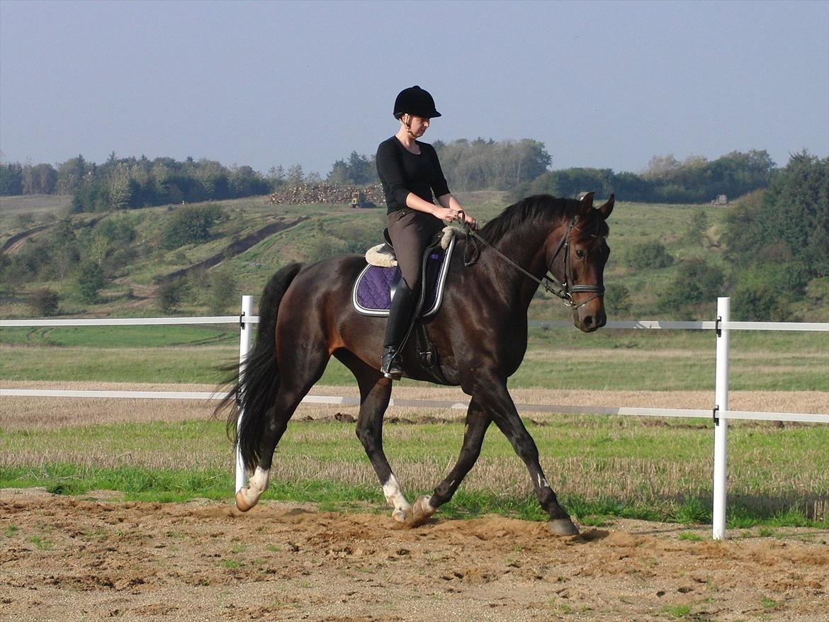 Dansk Varmblod Borbjergs De Nor - træning hjemme på banen  billede 10
