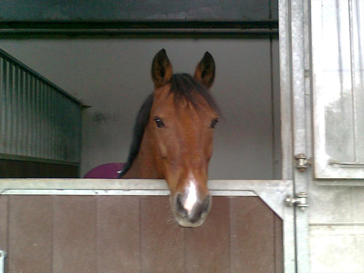 New Forest Marrondales Michelangelo - The glance you have in your eyes..
There is none other who have :* billede 2