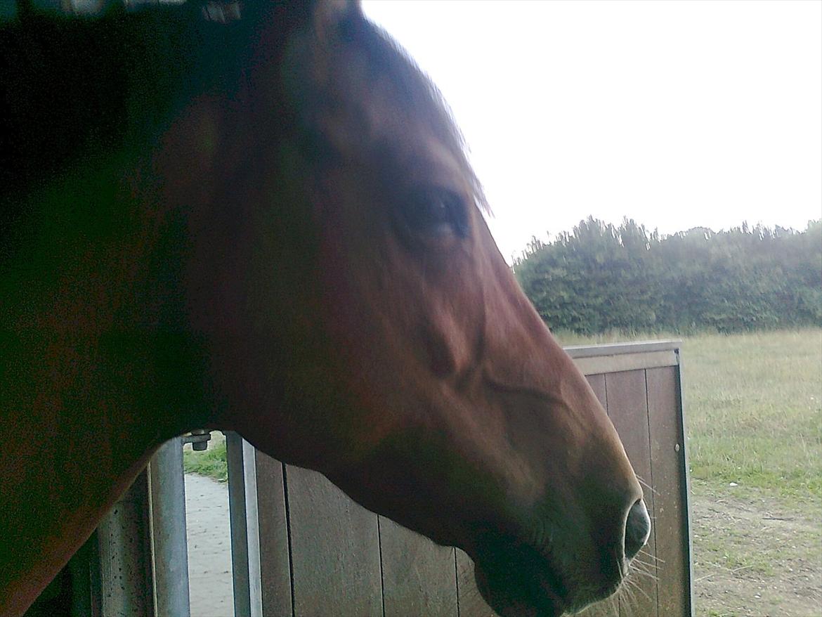 New Forest Marrondales Michelangelo - It was the distany!
You and me <3 billede 6