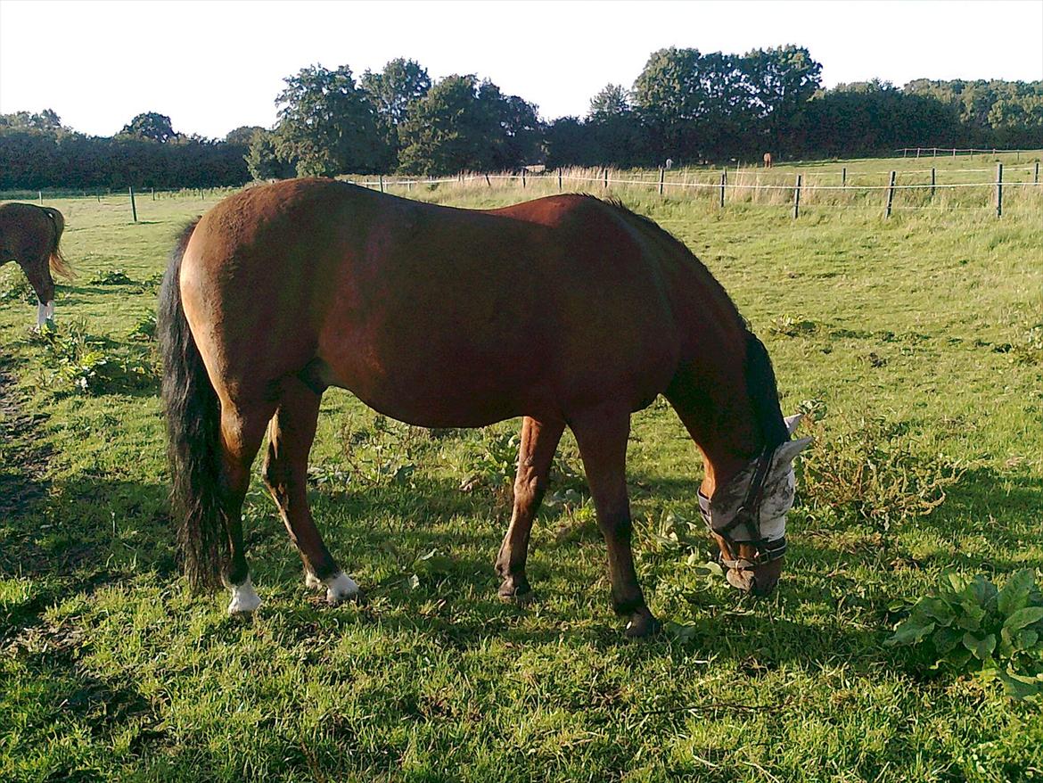 New Forest Marrondales Michelangelo - I don't know what to do  if you left me, so please don't go away ! <3 billede 7