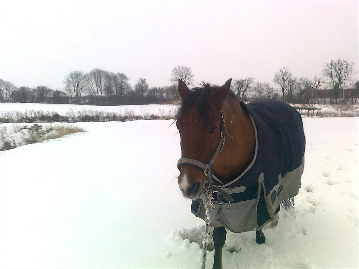 New Forest Marrondales Michelangelo - You are my one and all! billede 8