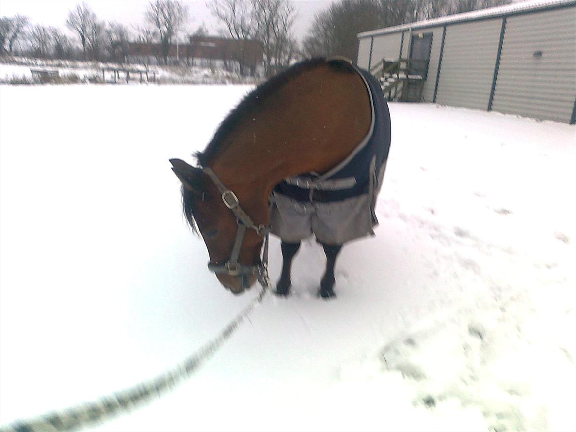 New Forest Marrondales Michelangelo - Always you're curious, like me, but you who know when the game must end <3 billede 9