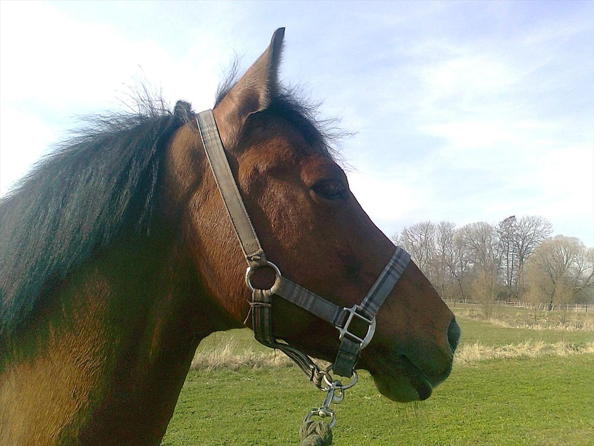 New Forest Marrondales Michelangelo - To see you every day  can't do me sad! billede 1