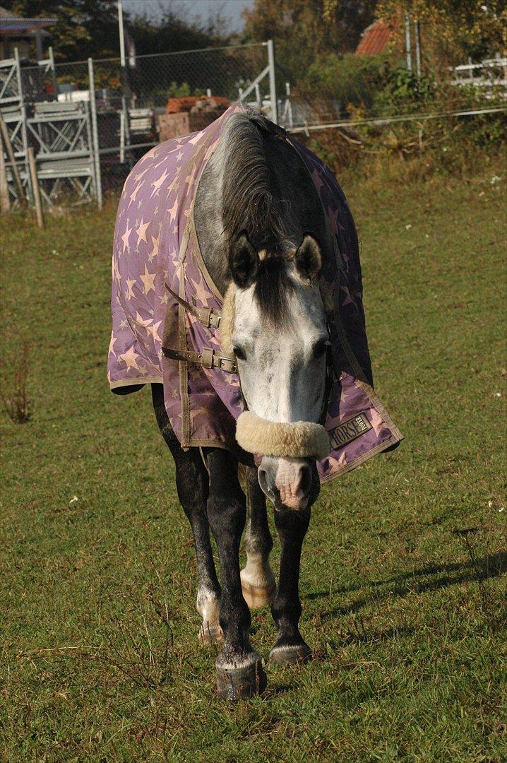 Oldenborg Cassandra *STJERNE* - Cassemusens sidste dag på gården<3:-( Kommer over til mig på folden.. Elsker dig Cas!<3 Oktober 2011 *Foto: Mig* billede 14
