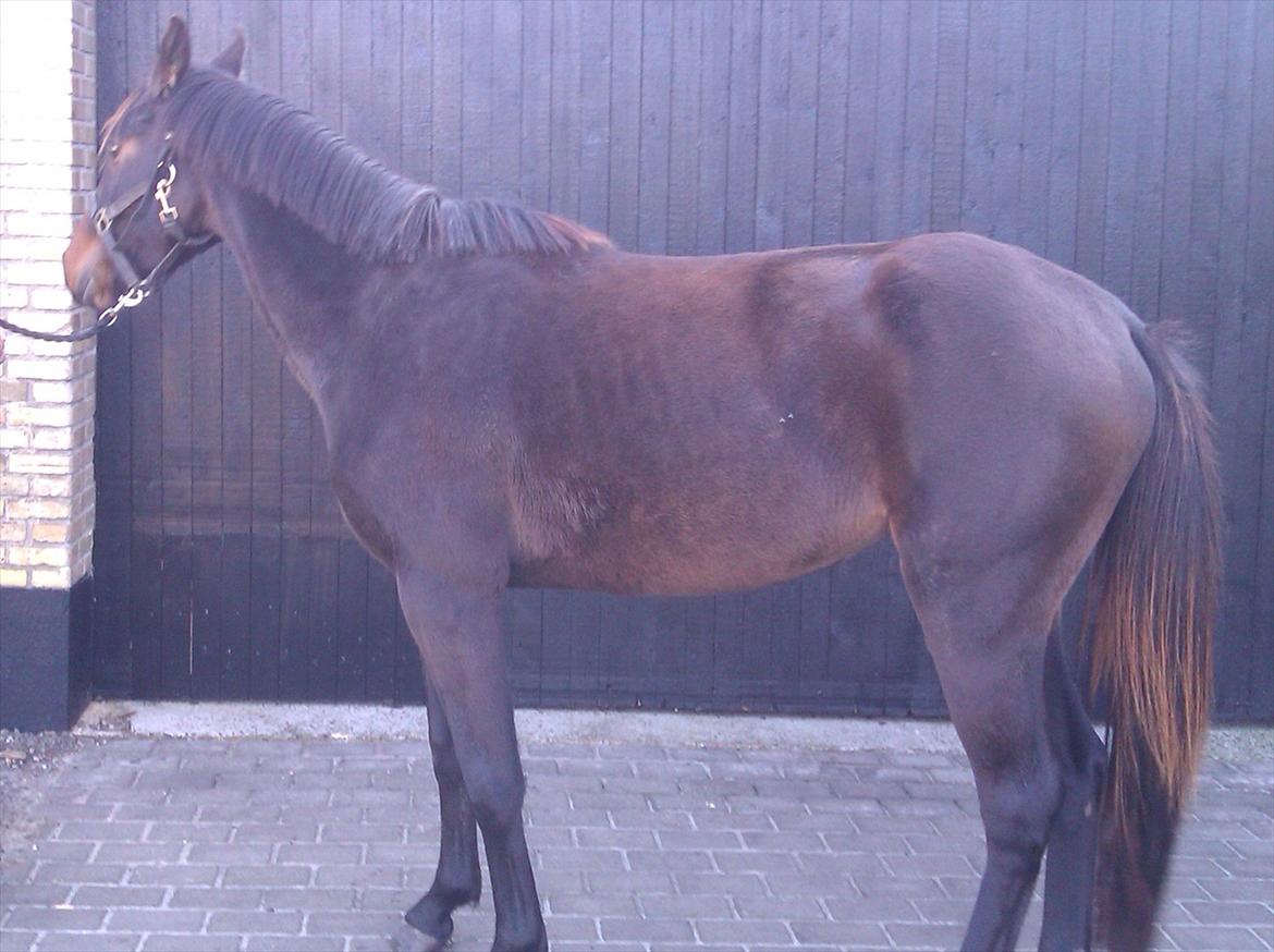 Dansk Varmblod Crelina <3  - I profil billede 15