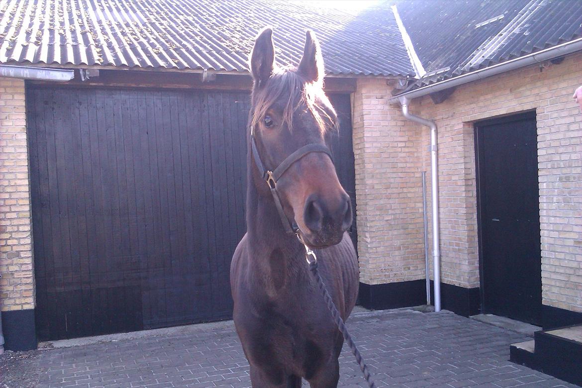 Dansk Varmblod Crelina <3  billede 17