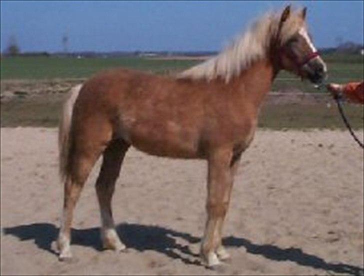 DSP BJ´S Eisia  - 1 års <3 billede 2