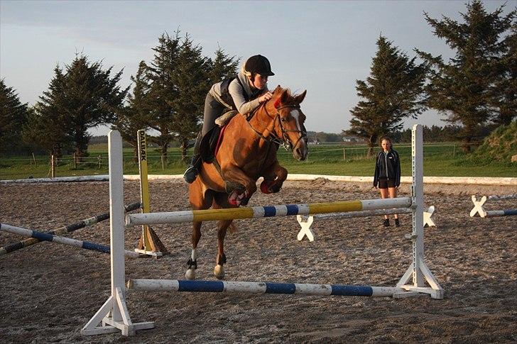 Hollandsk Sportspony Virona - Springtræning på VE med en fantastisk pony! billede 10