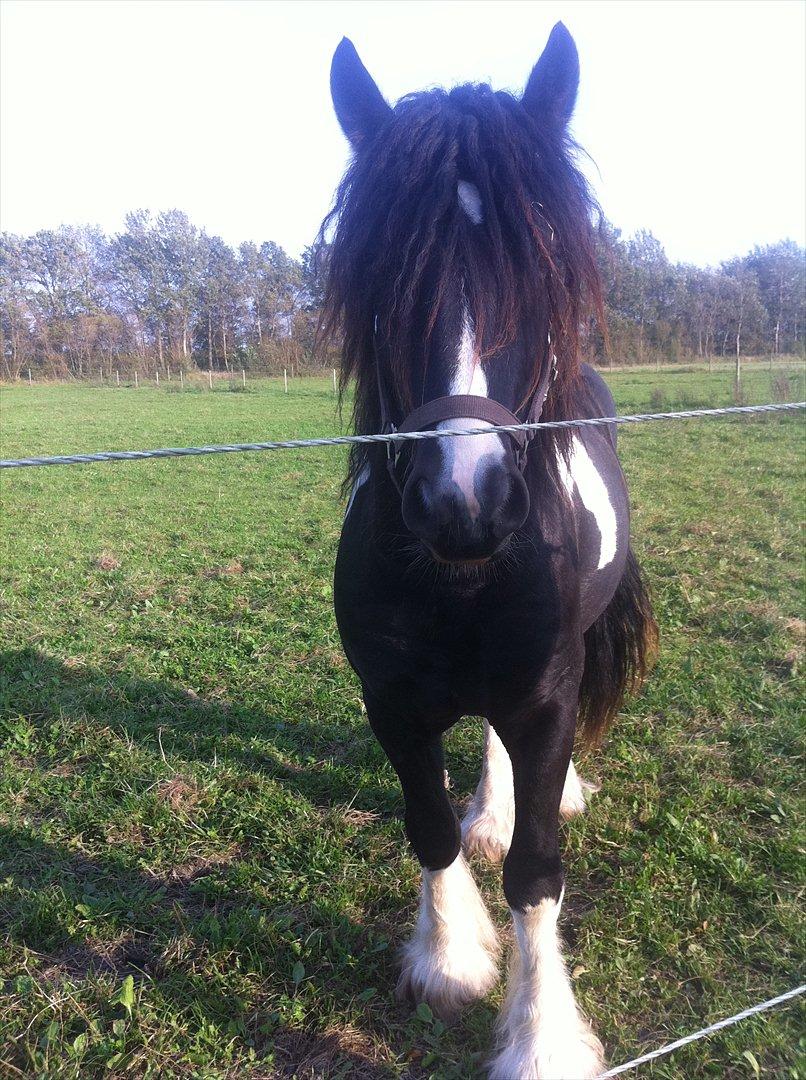 Irish Cob Troelsegaardens Dexter billede 7