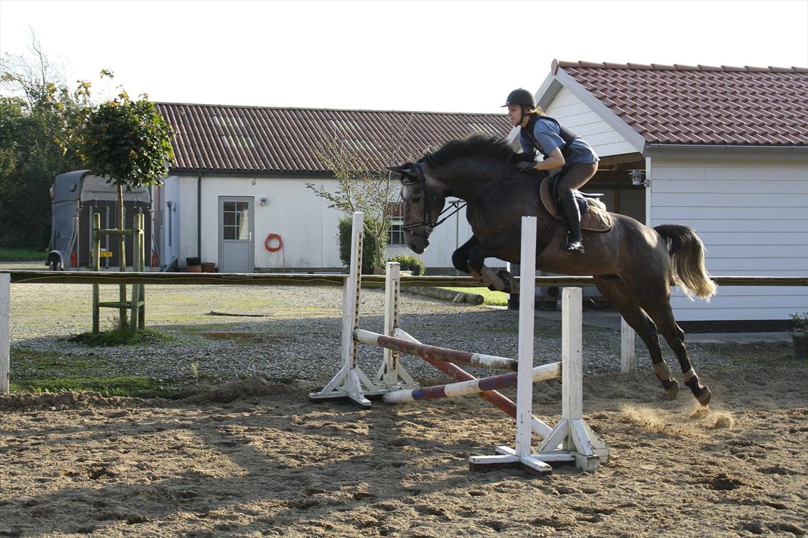 Holstener Lodenwijk l  (Ludwig) - Baby hest, over baby spring. 
28.09.11 billede 4