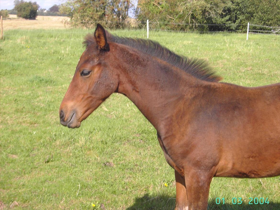 Dansk Varmblod luna (asferg's unik) solgt billede 8