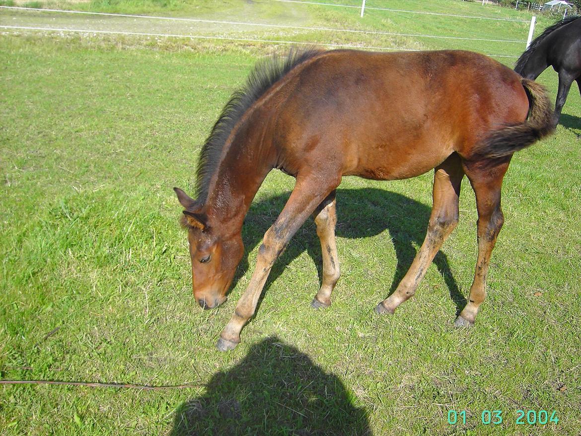 Dansk Varmblod luna (asferg's unik) solgt billede 9