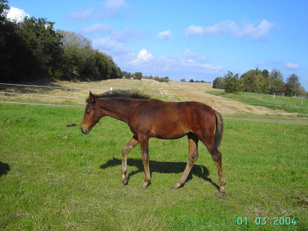Dansk Varmblod luna (asferg's unik) solgt billede 10