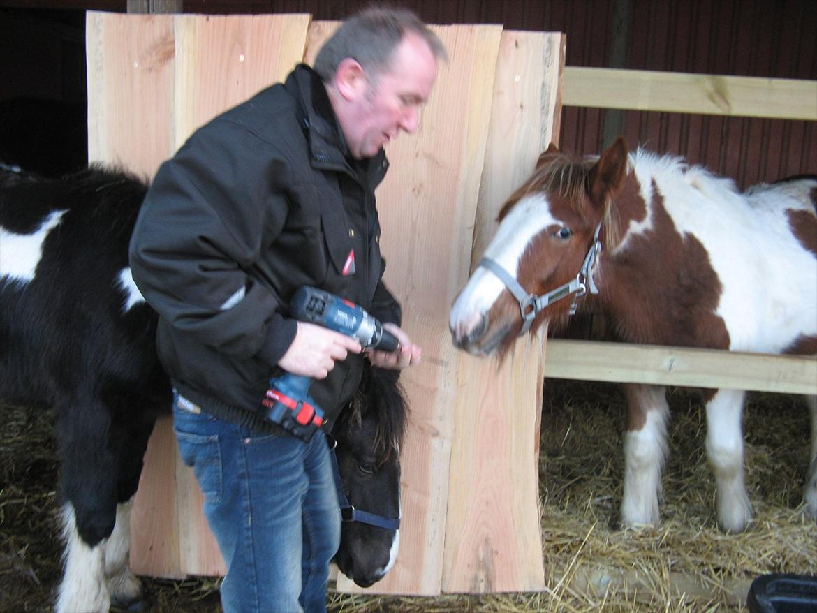 Irish Cob Troelsegaardens Mirabella - må vi være med?? billede 10