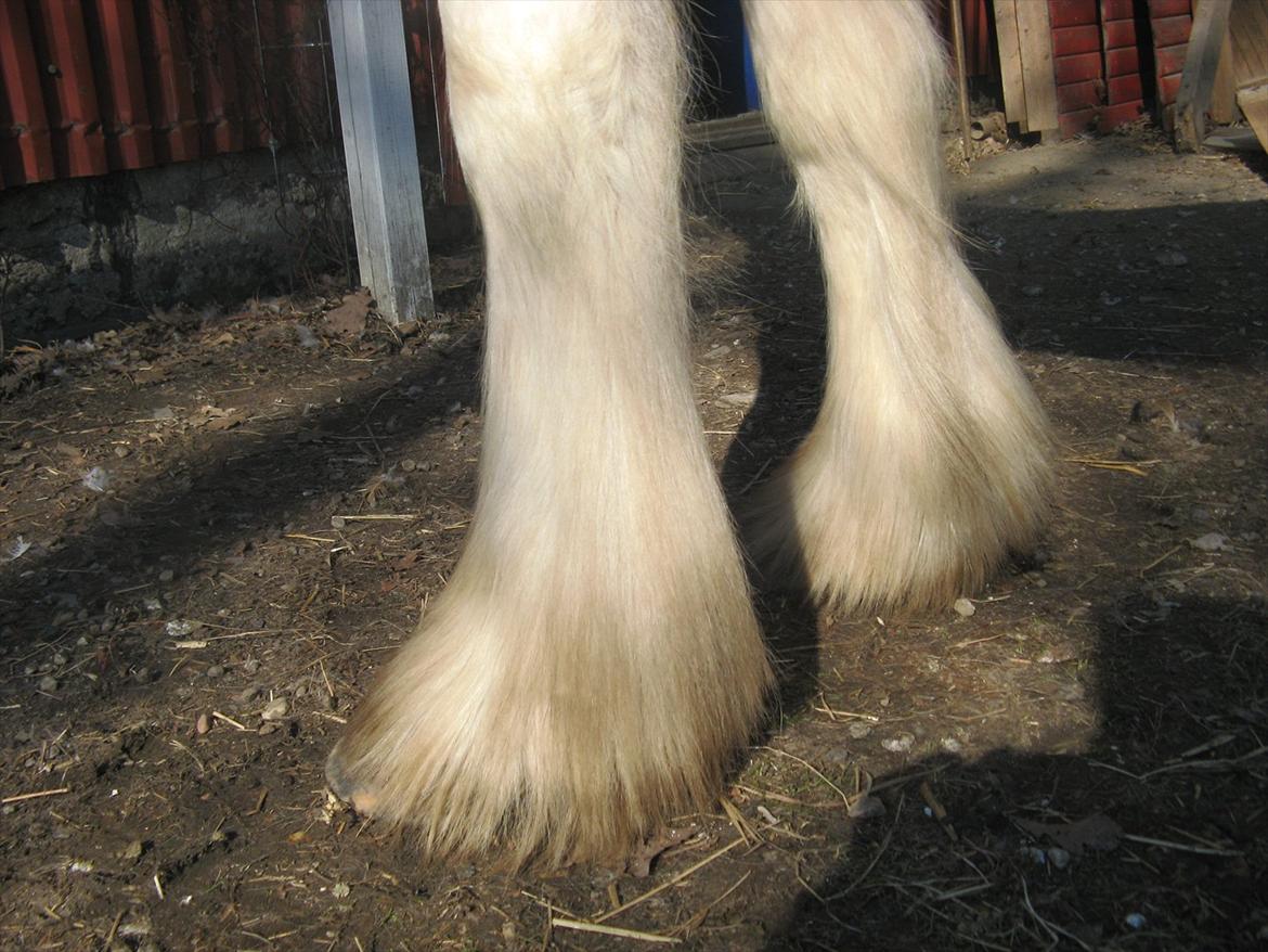 Irish Cob Troelsegaardens Mirabella billede 11