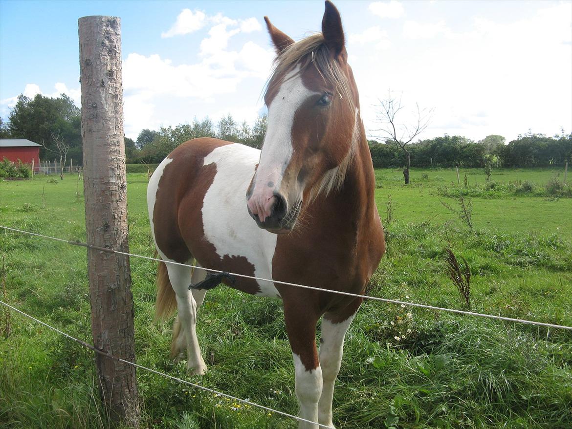 Irish Cob Troelsegaardens Mirabella billede 12