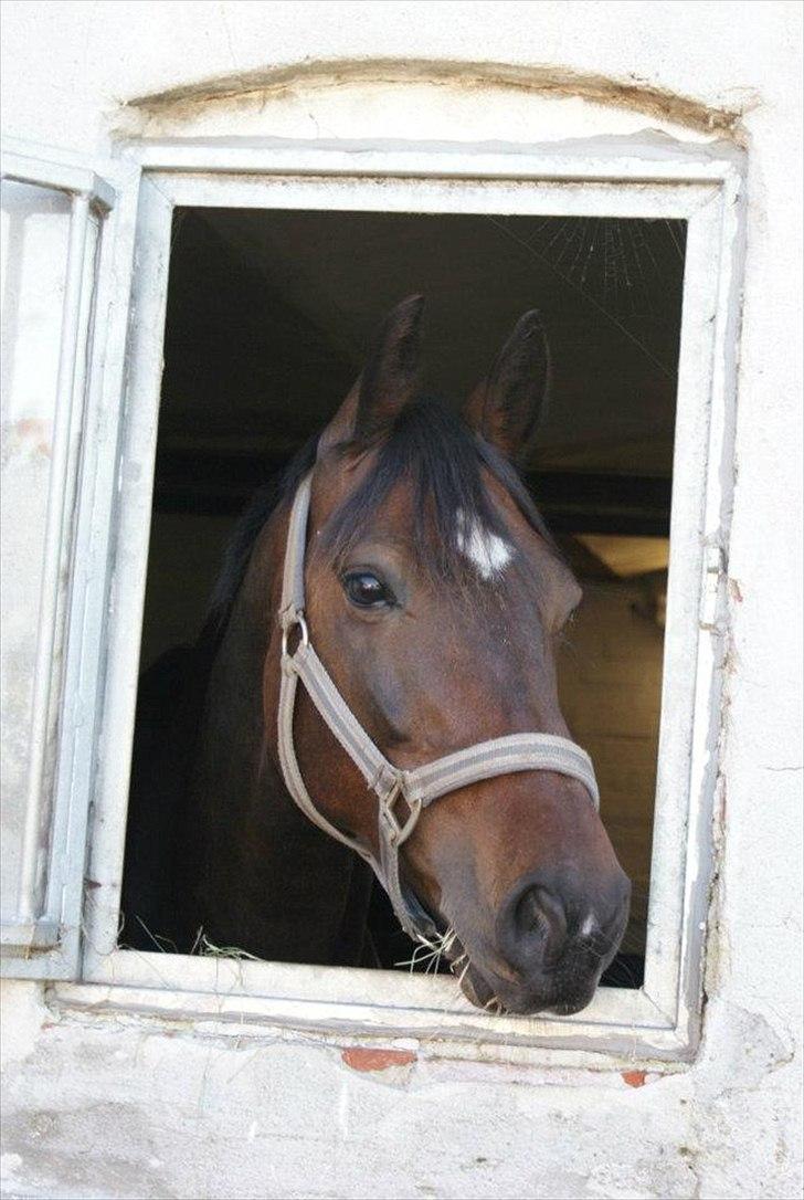 Anden særlig race Chili in action *Miss you boy* - 1 - Chili som står og kigger ud af vinduet i hans boks <3  .. Foto : Josefine Skov billede 1