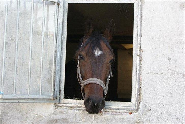 Anden særlig race Chili in action *Miss you boy* - 13 - Bubber kigger lige ud og ser hvad der sker, han er så smuk ! :*  Foto : Josefine Skov billede 13
