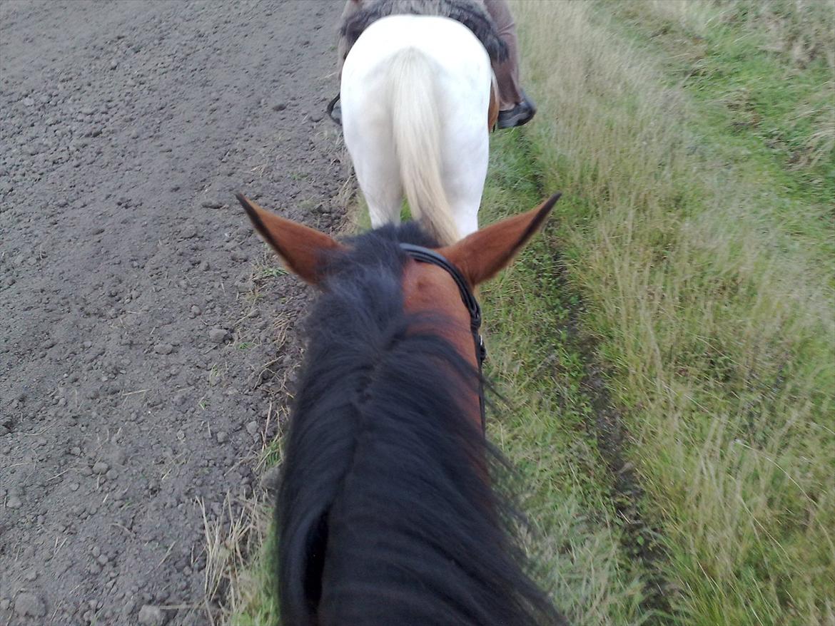 Palomino Charming Miss - Behaving - Vi er på skov tur :-) billede 20