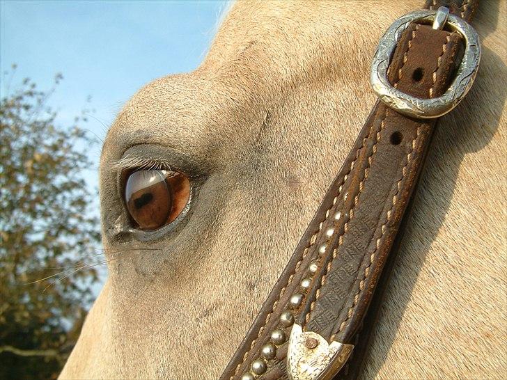 Quarter : RF Frank Olena | ~ Min Klumpe Dumpe ~ billede 20