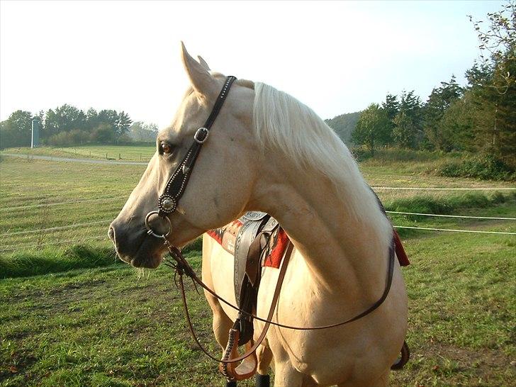 Quarter : RF Frank Olena | ~ Min Klumpe Dumpe ~ billede 1