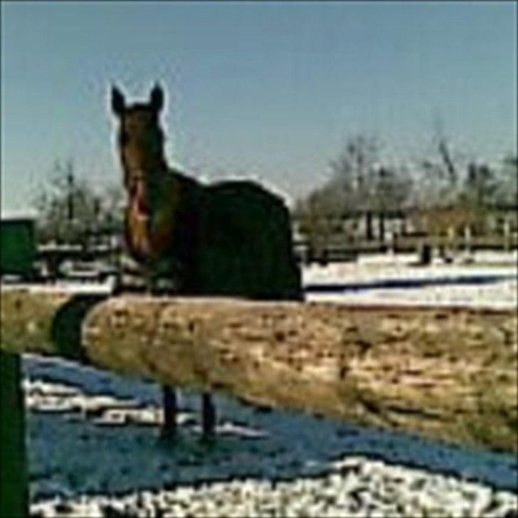 Anden særlig race Con Amour Cisca *solgt* billede 17