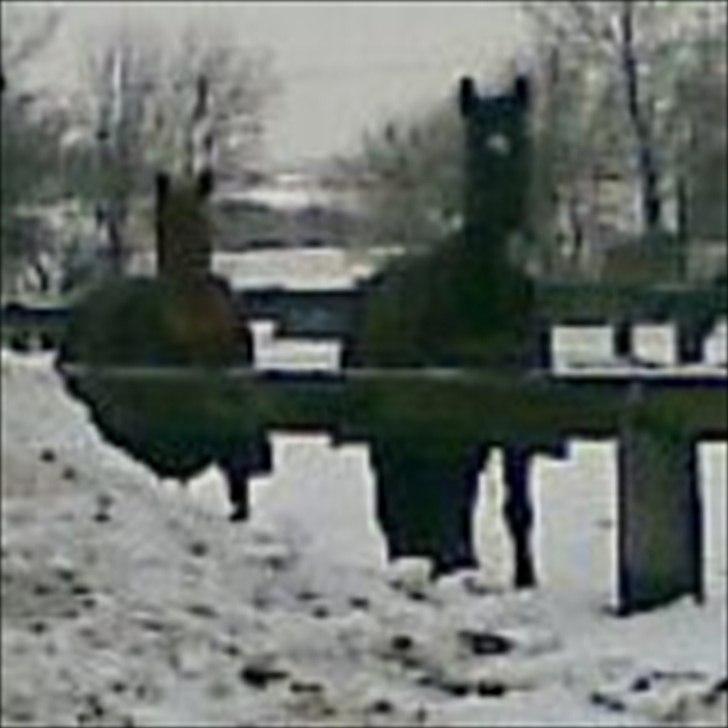 Anden særlig race Con Amour Cisca *solgt* billede 18