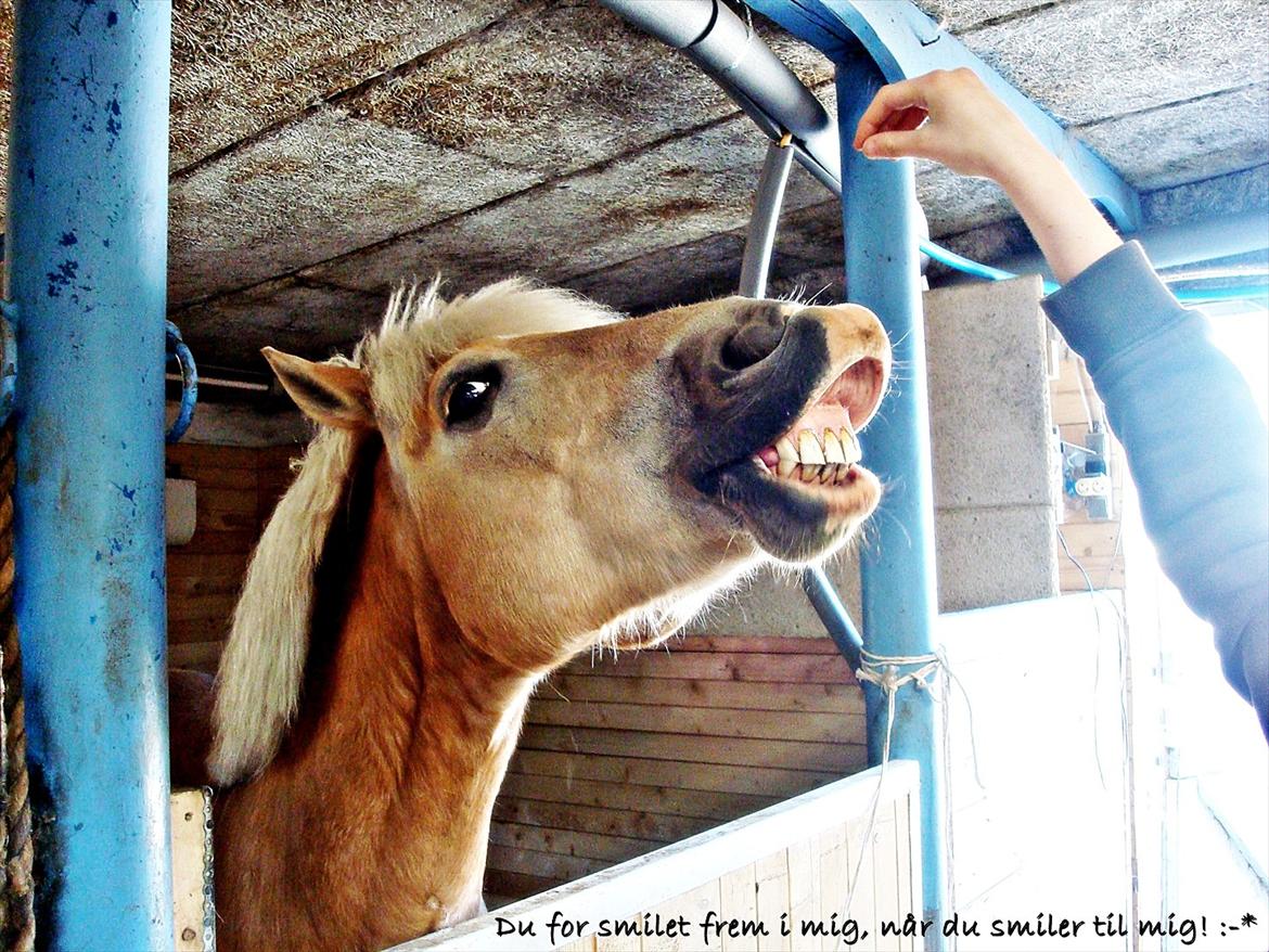 Haflinger | Cocio ~ MY SOULMATE!<3 R.I.P - En rigtig ven fortæller dig det, når du har spinat mellem tænderne. billede 13