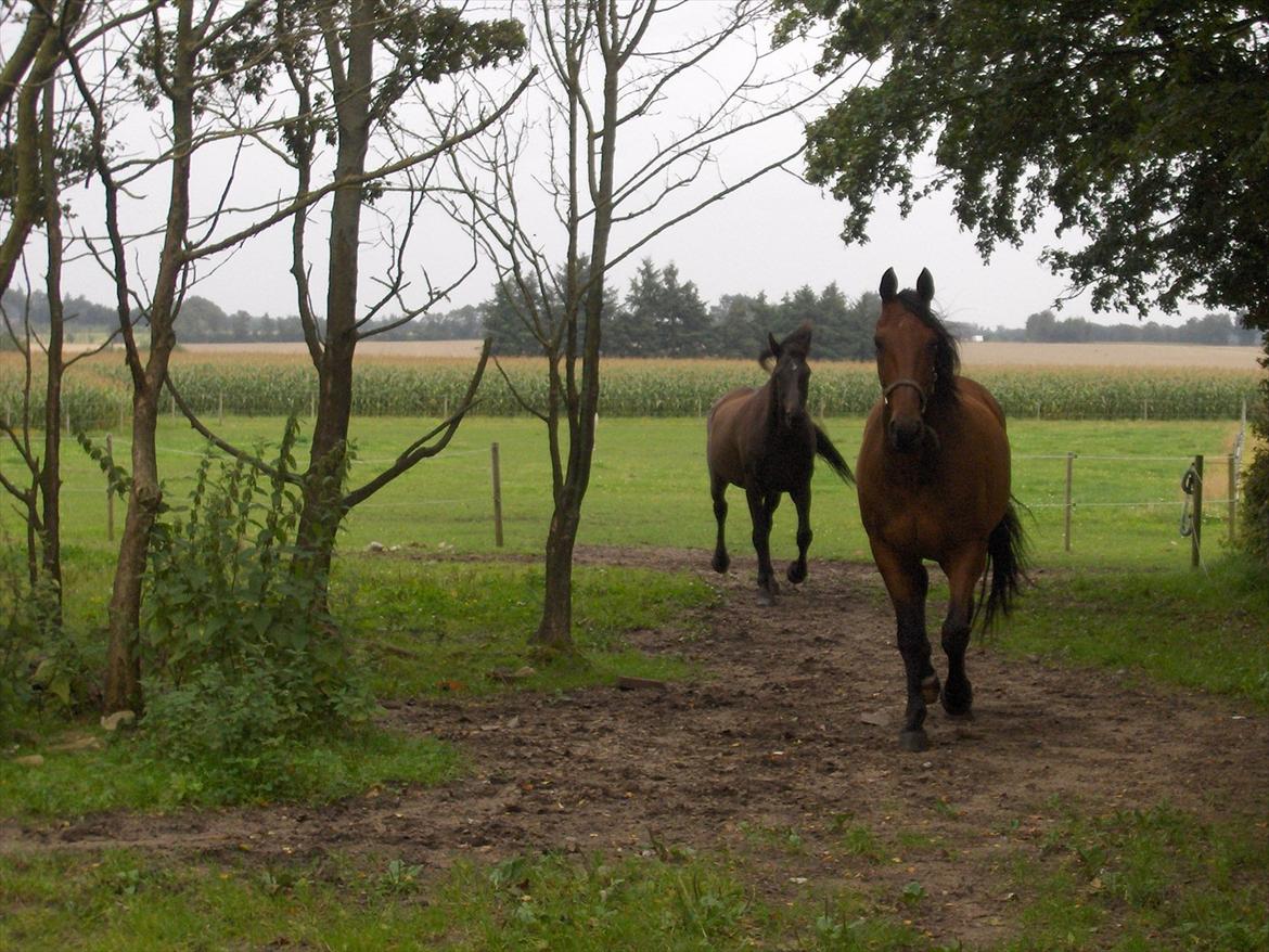 Traver  Kudu / Mojo billede 2