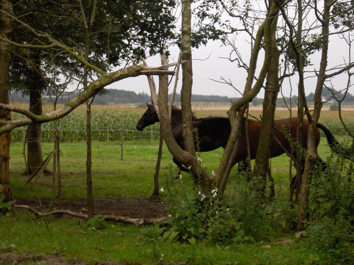 Traver  Kudu / Mojo billede 3