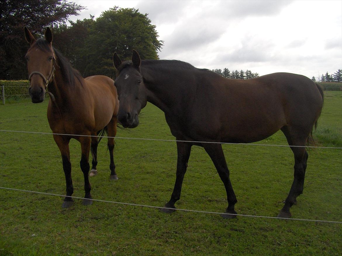 Traver  Kudu / Mojo billede 5