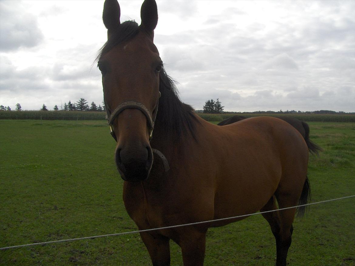 Traver  Kudu / Mojo billede 4