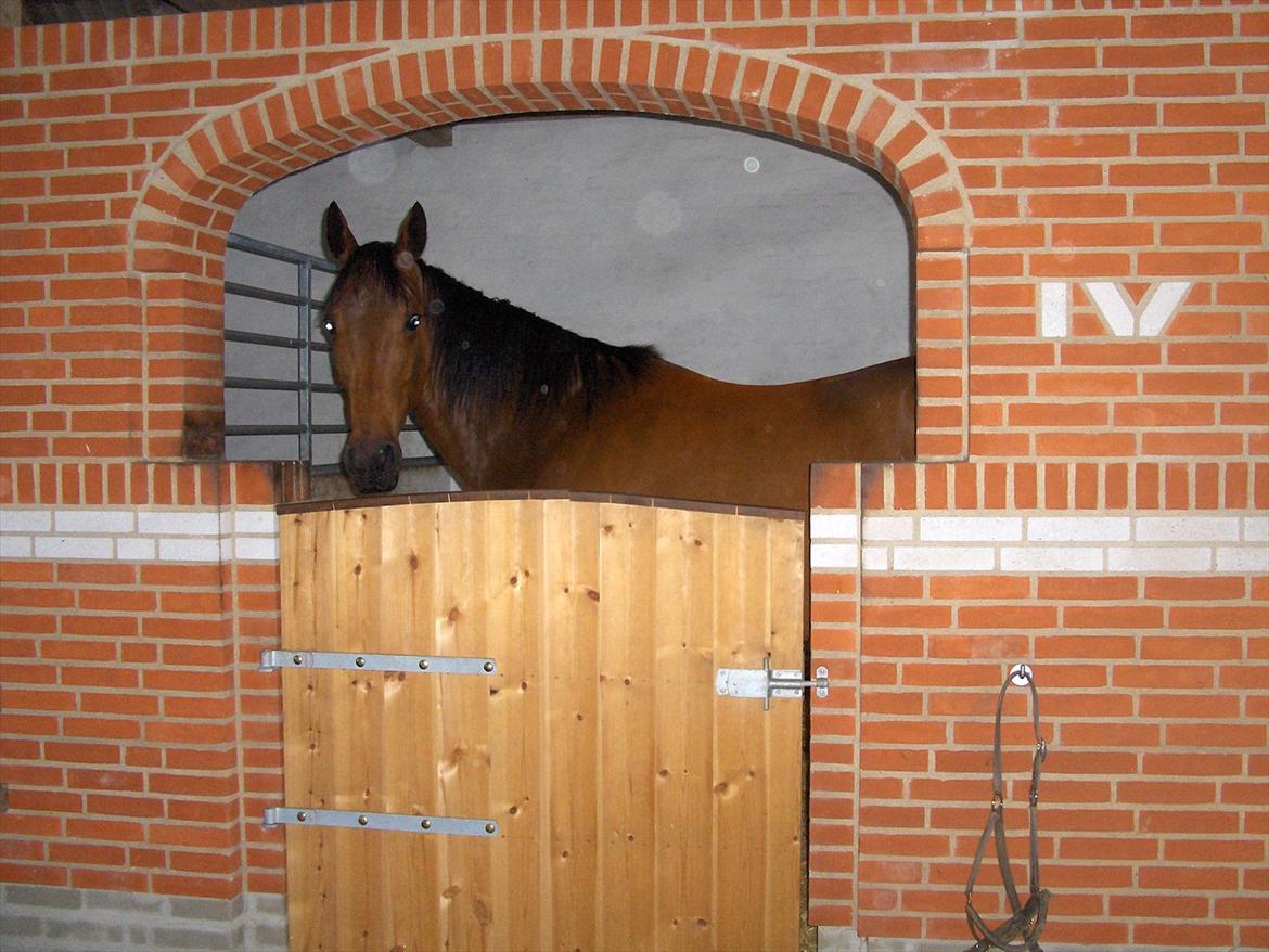 Traver  Kudu / Mojo billede 6