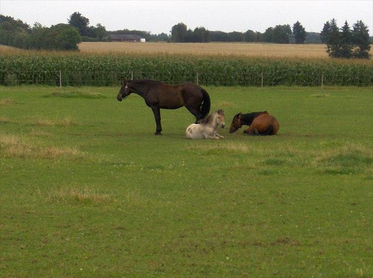 Traver  Kudu / Mojo billede 7