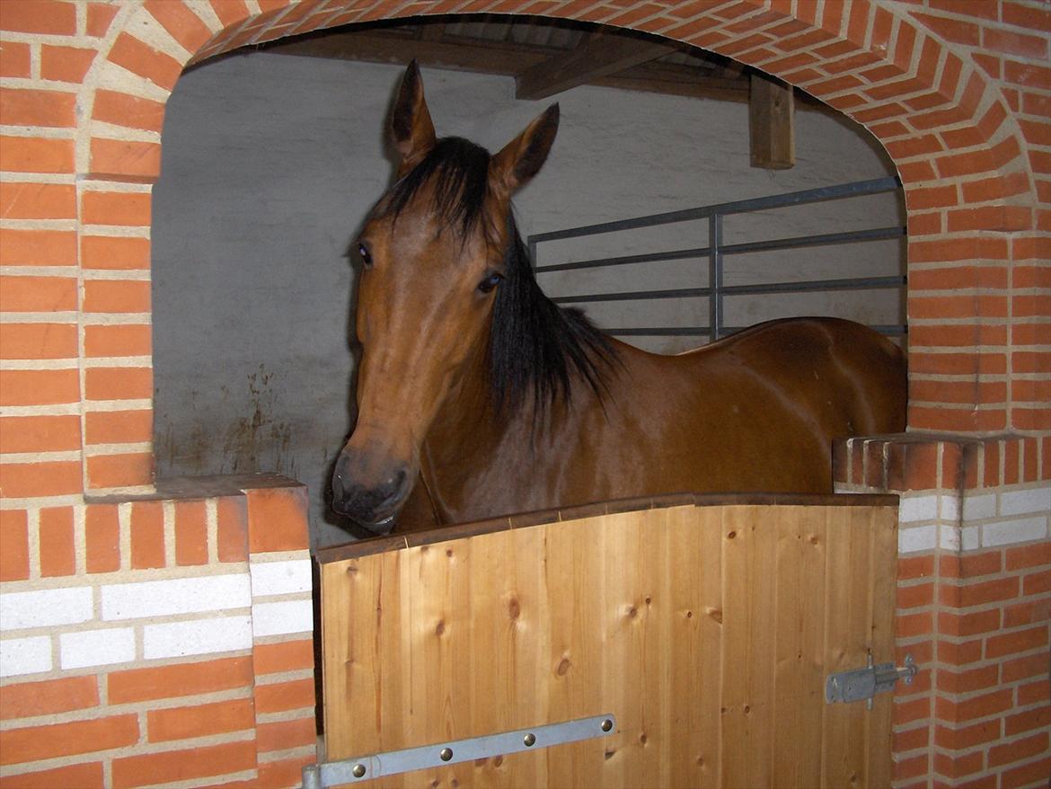 Traver  Kudu / Mojo billede 8