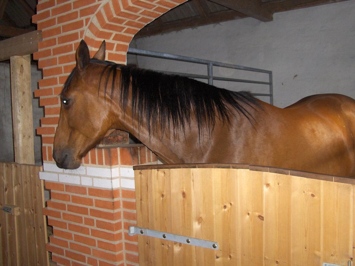 Traver  Kudu / Mojo billede 9