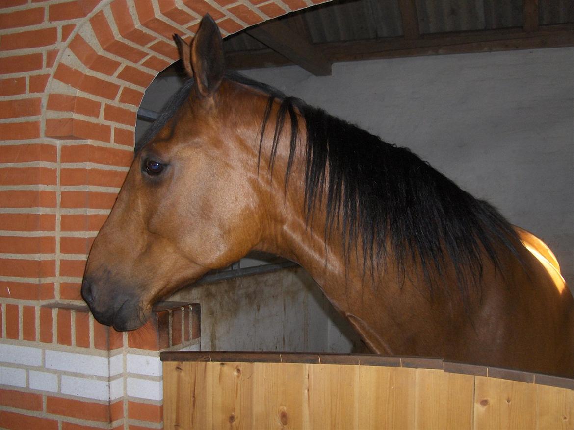 Traver  Kudu / Mojo billede 10