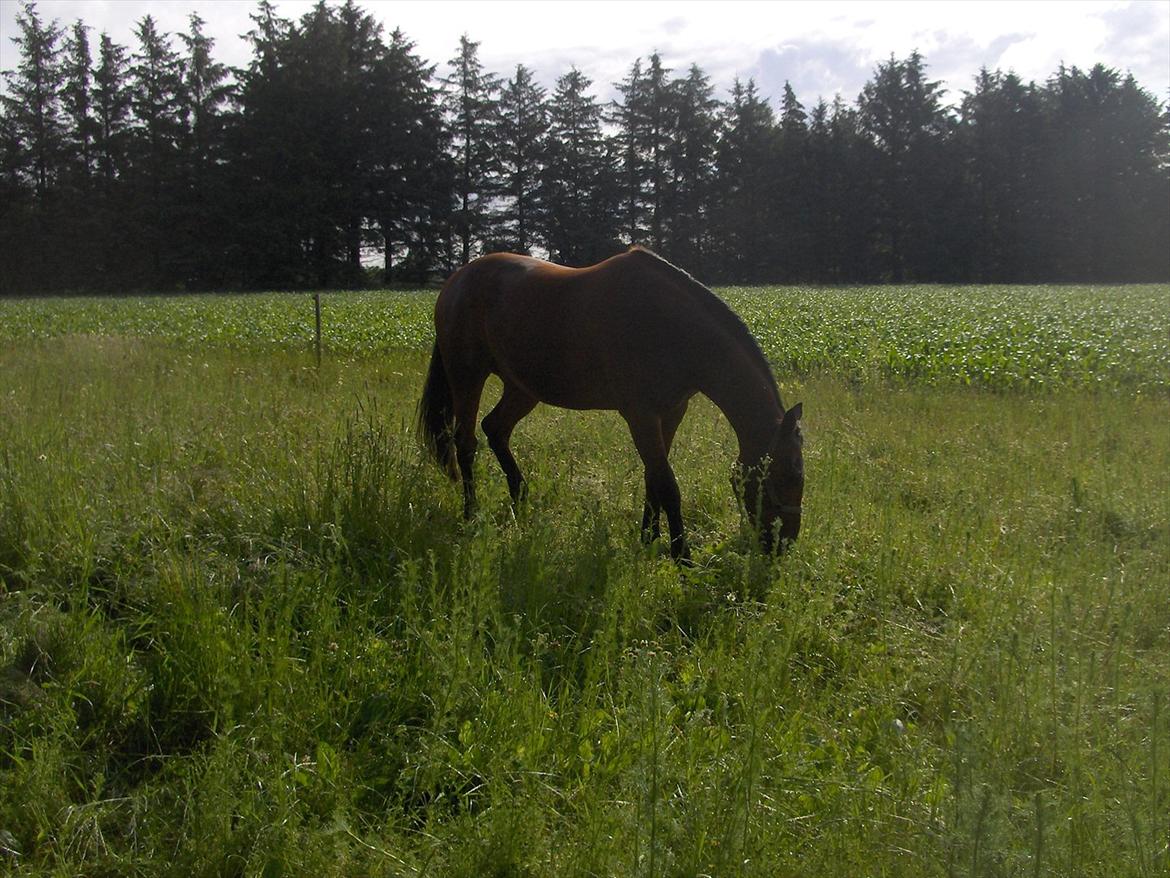 Traver  Kudu / Mojo billede 11