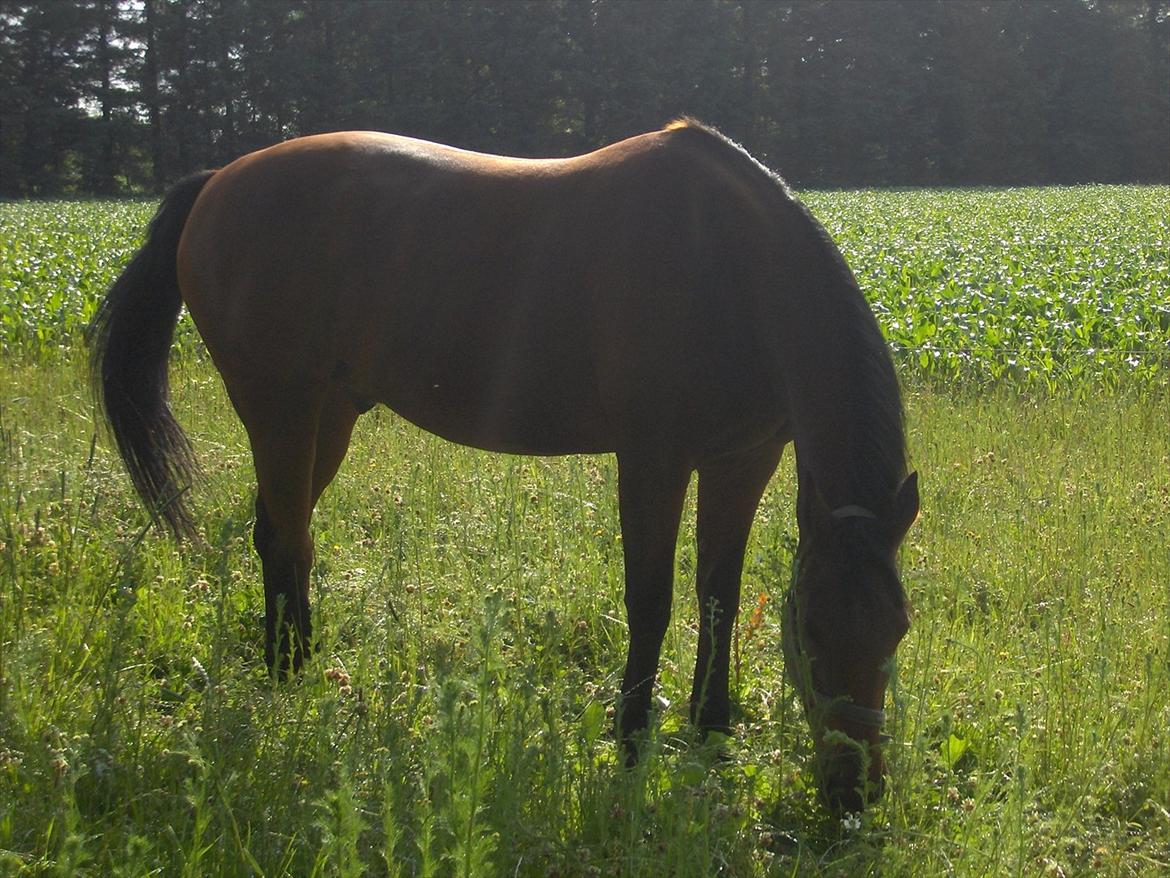 Traver  Kudu / Mojo billede 12