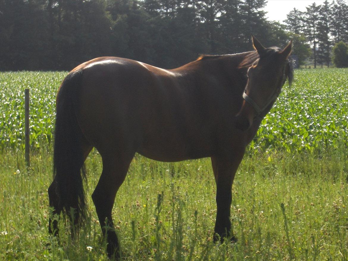 Traver  Kudu / Mojo billede 13