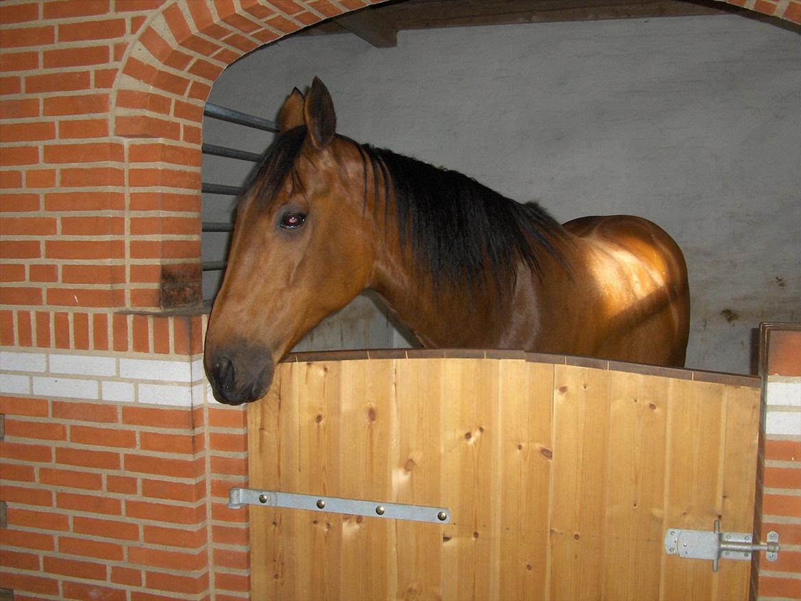 Traver  Kudu / Mojo billede 14