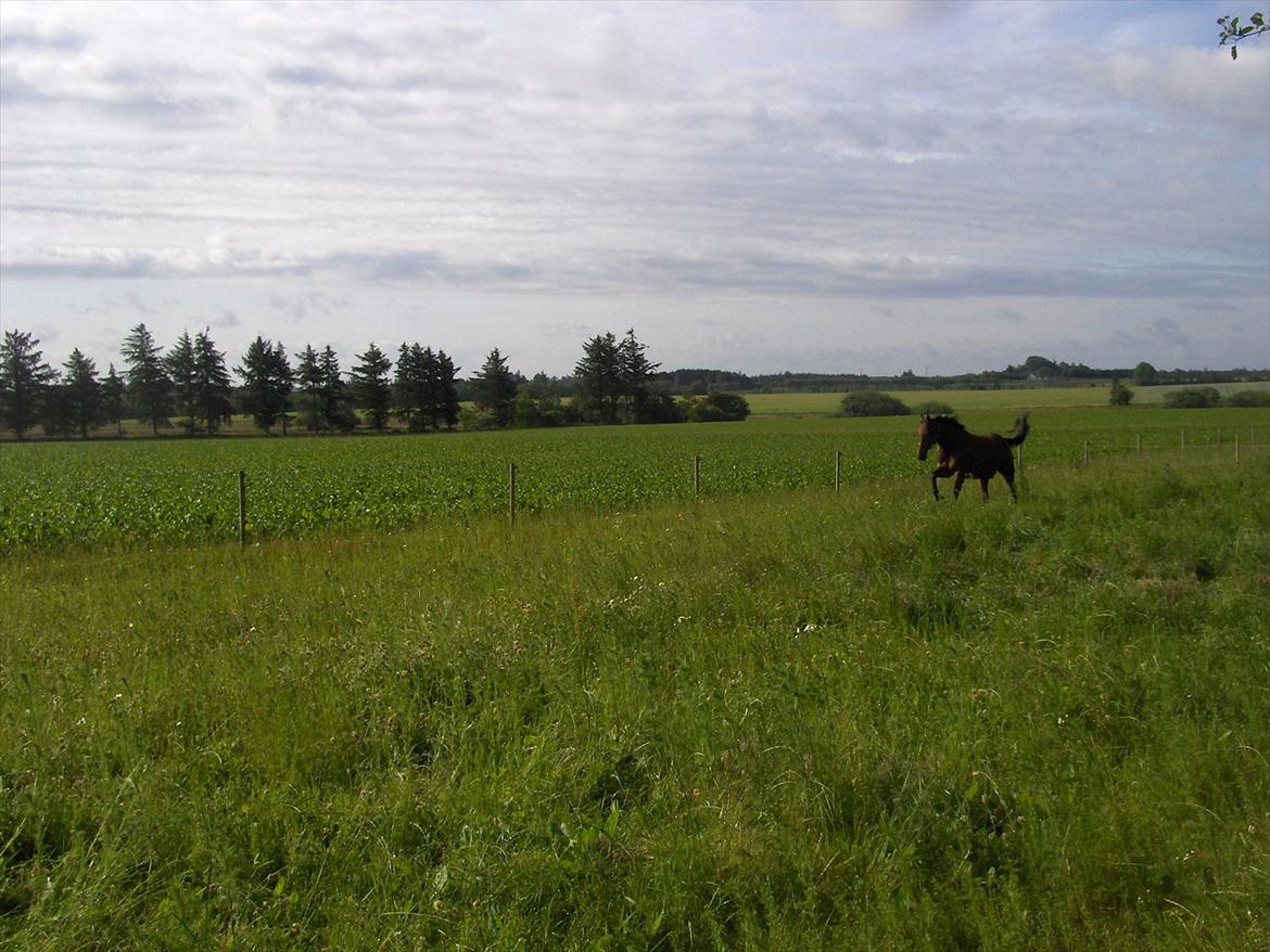 Traver  Kudu / Mojo billede 15