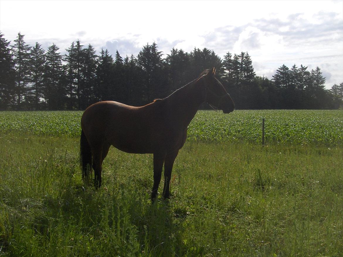 Traver  Kudu / Mojo billede 16