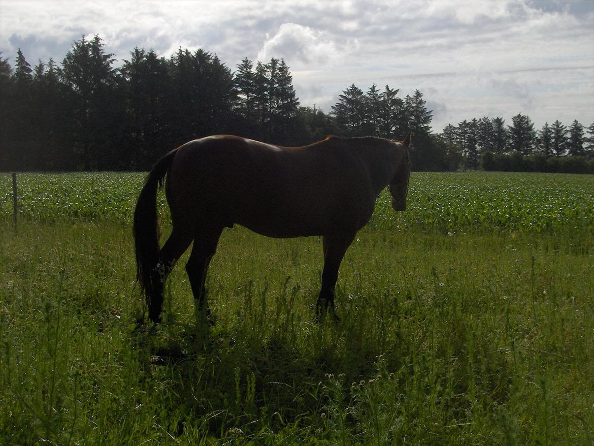 Traver  Kudu / Mojo billede 17